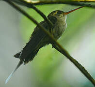 Straight-billed Hermit