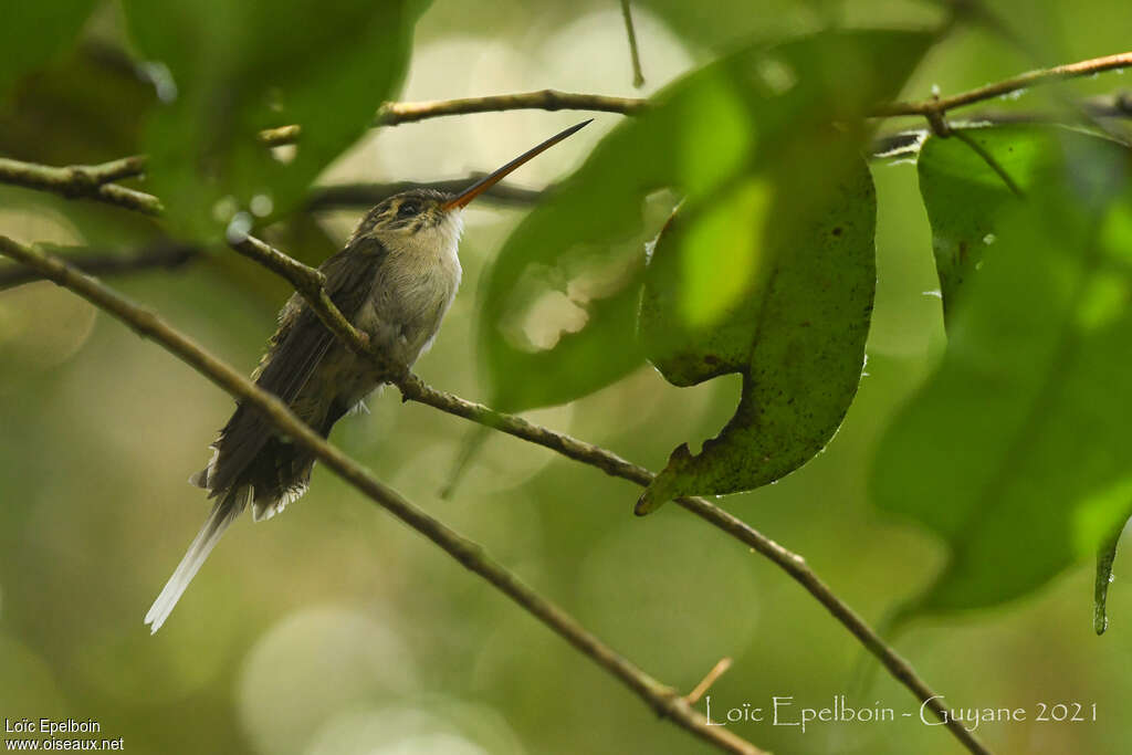 Straight-billed Hermitadult, habitat, pigmentation