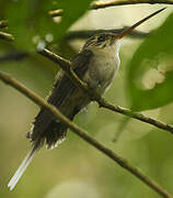 Straight-billed Hermit