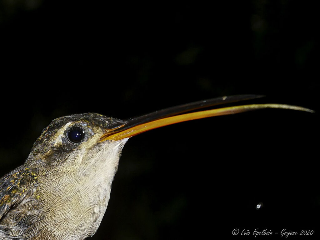 Straight-billed Hermit