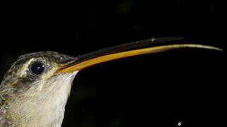 Straight-billed Hermit