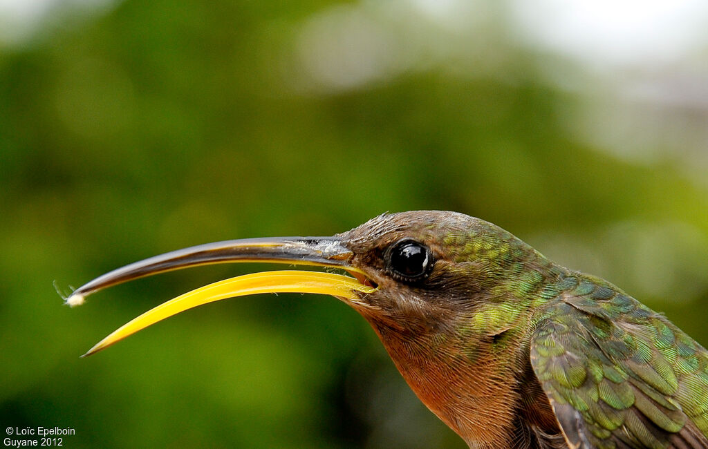 Rufous-breasted Hermit male adult