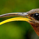 Ermite hirsute