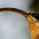 Ermite hirsute