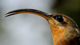 Rufous-breasted Hermit