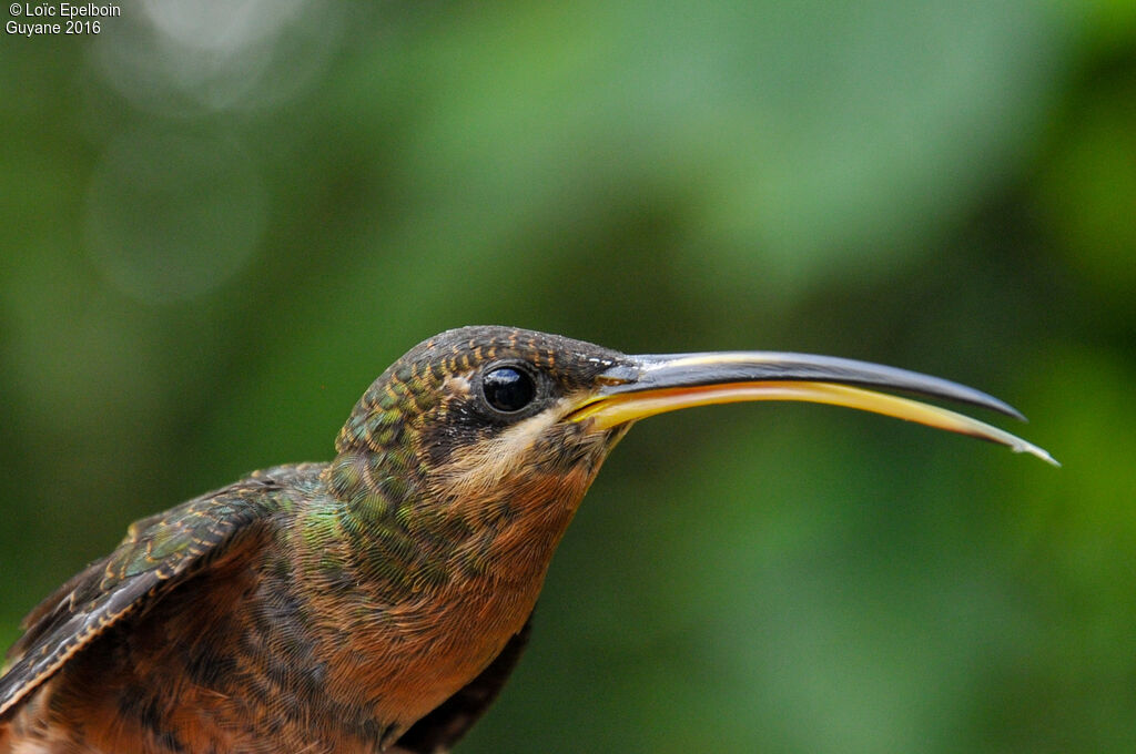 Rufous-breasted Hermit