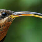 Ermite hirsute