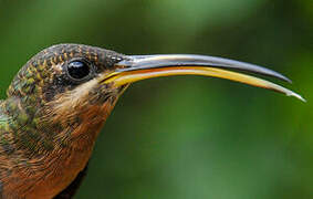 Rufous-breasted Hermit