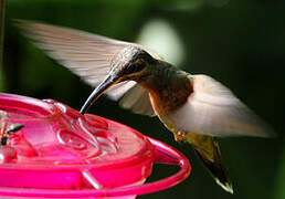 Rufous-breasted Hermit