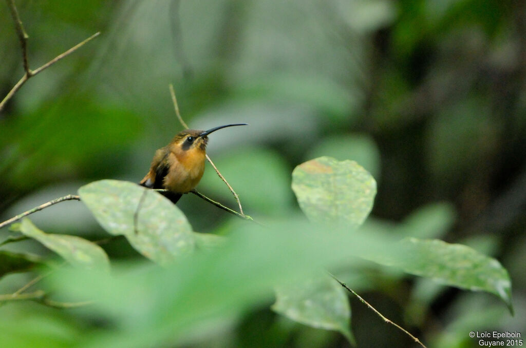 Little Hermit