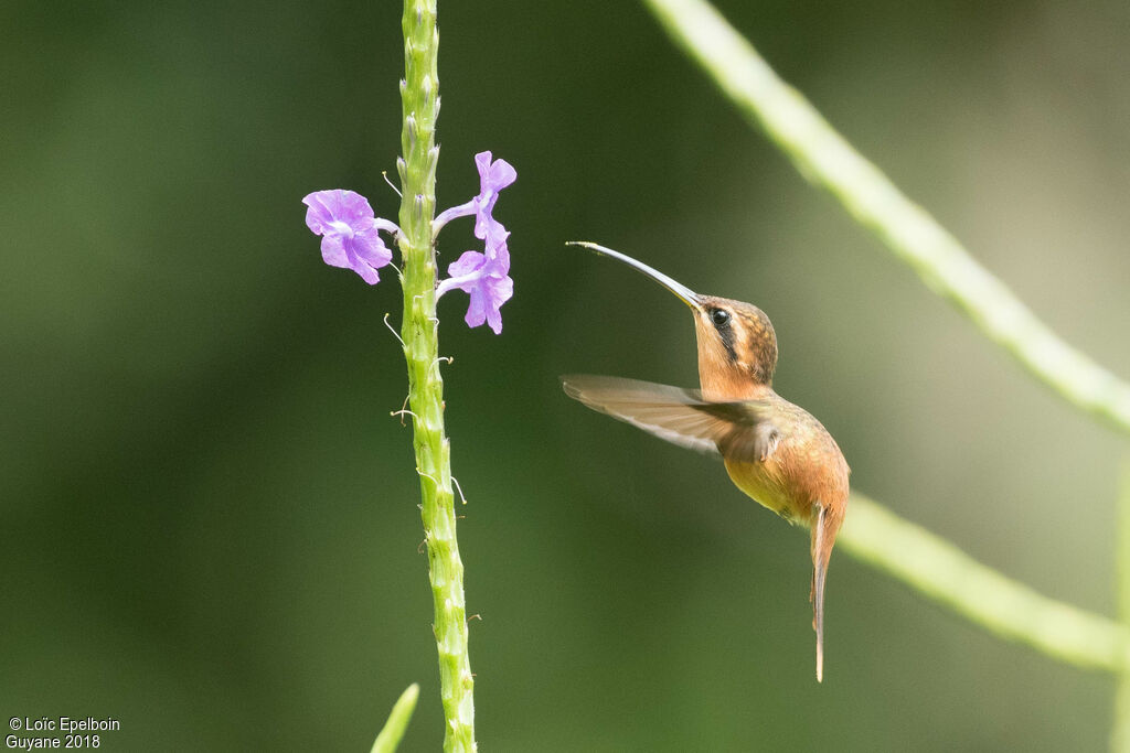 Reddish Hermit