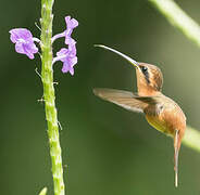 Reddish Hermit