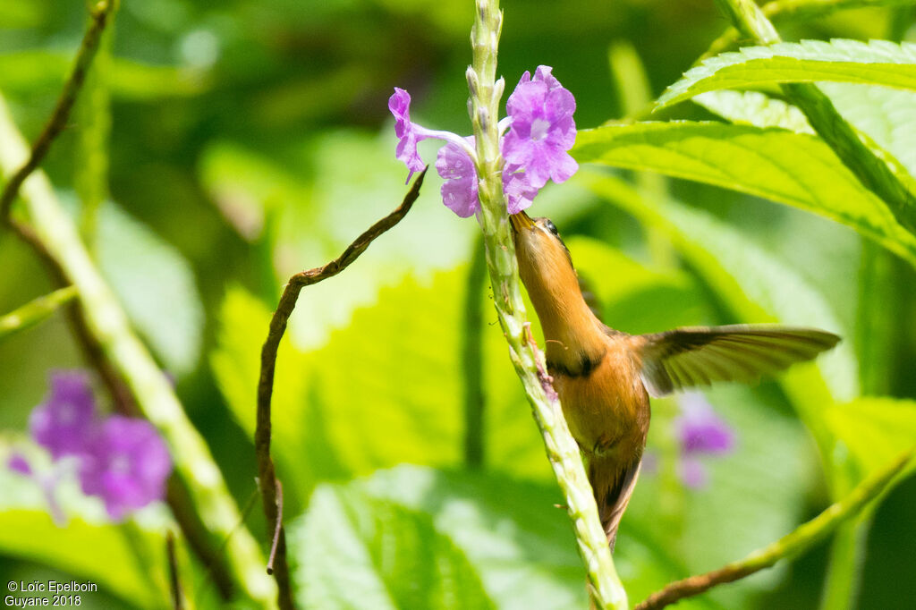 Reddish Hermit