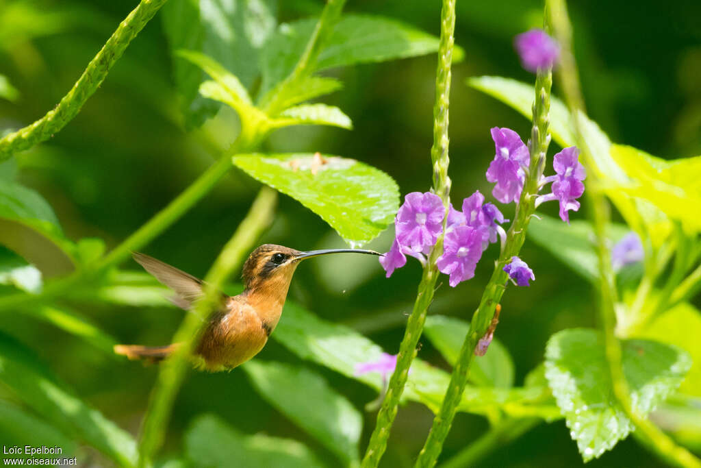 Reddish Hermit male adult, pigmentation, Flight, eats