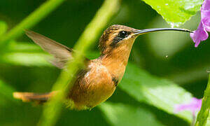 Reddish Hermit