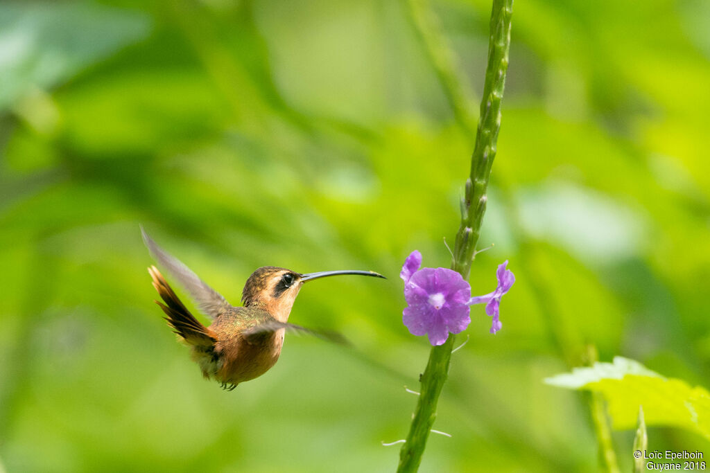 Reddish Hermit