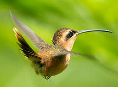 Reddish Hermit