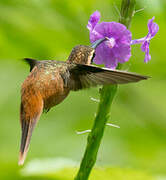 Reddish Hermit