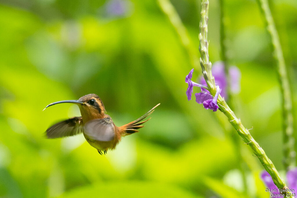 Reddish Hermit