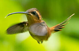 Reddish Hermit