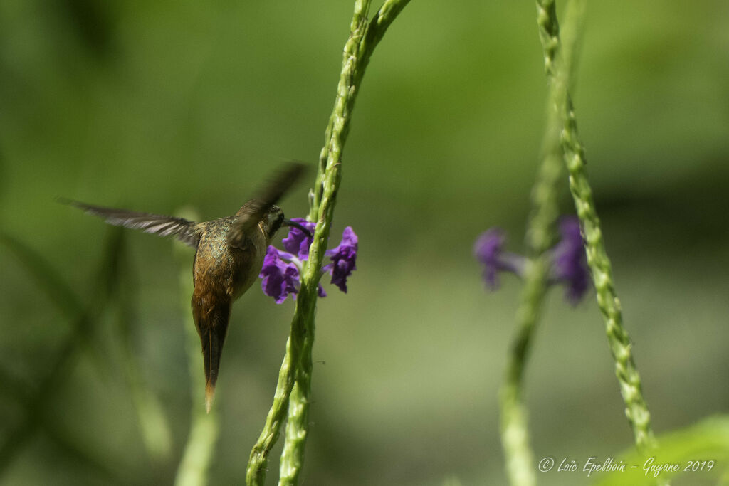 Reddish Hermit