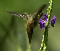 Reddish Hermit