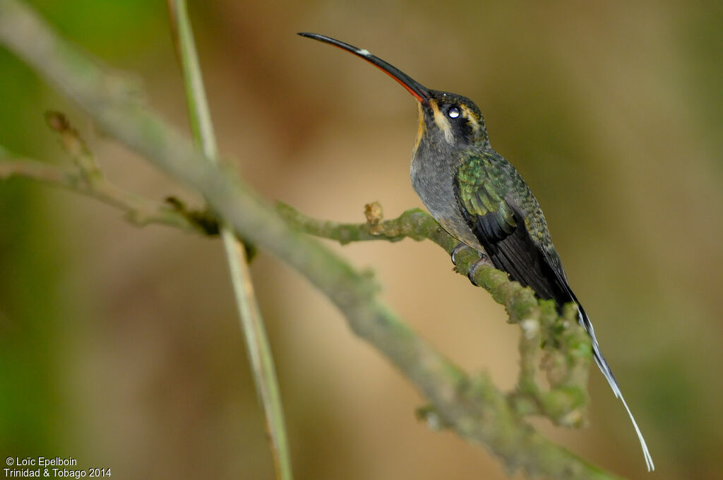 Green Hermit