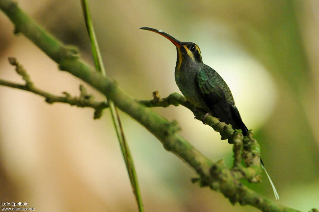 Ermite vert femelle adulte, identification