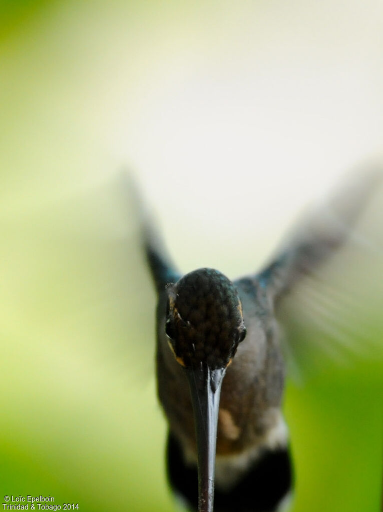 Green Hermit