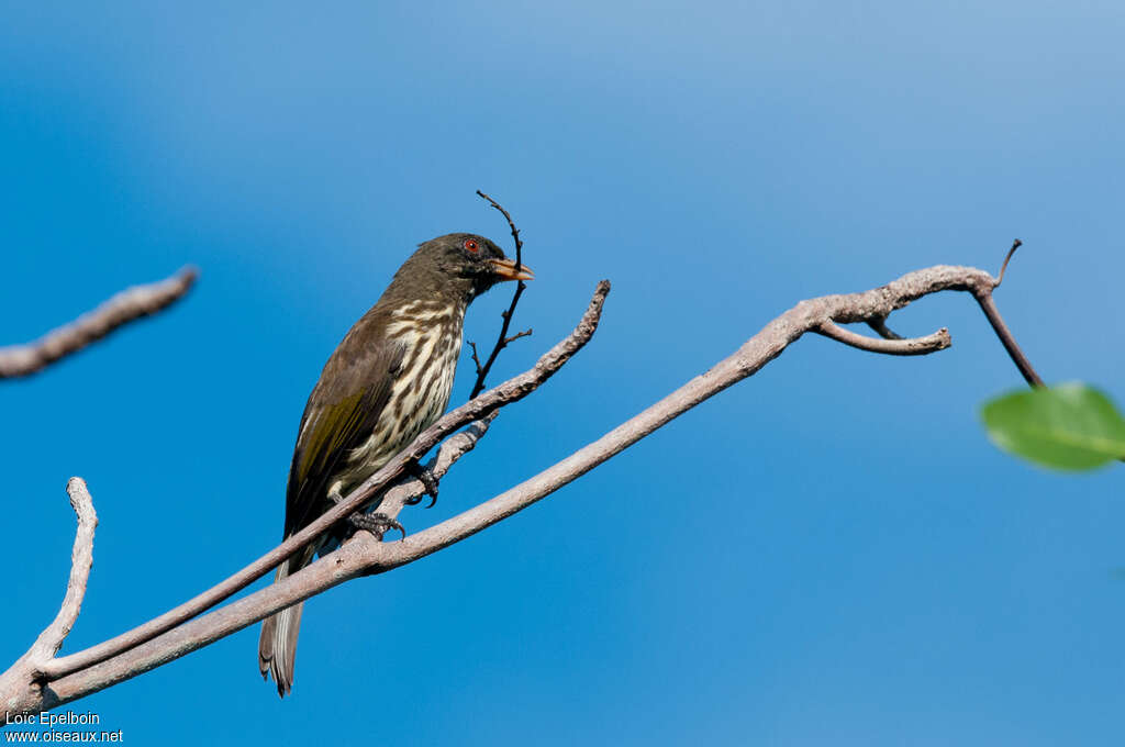 Palmchatadult, Reproduction-nesting