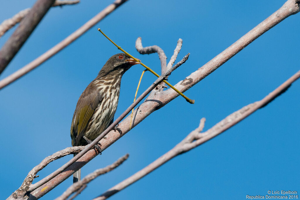 Palmchat