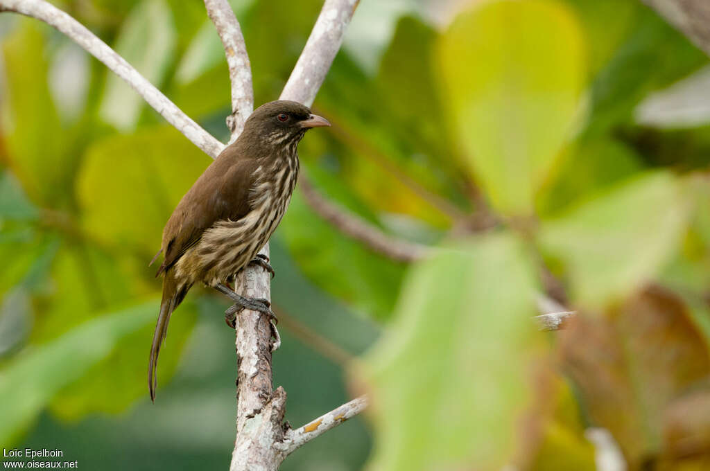 Esclave palmisteadulte, identification