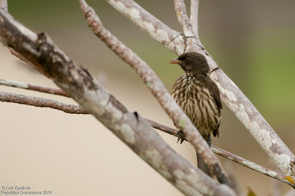 Palmchat