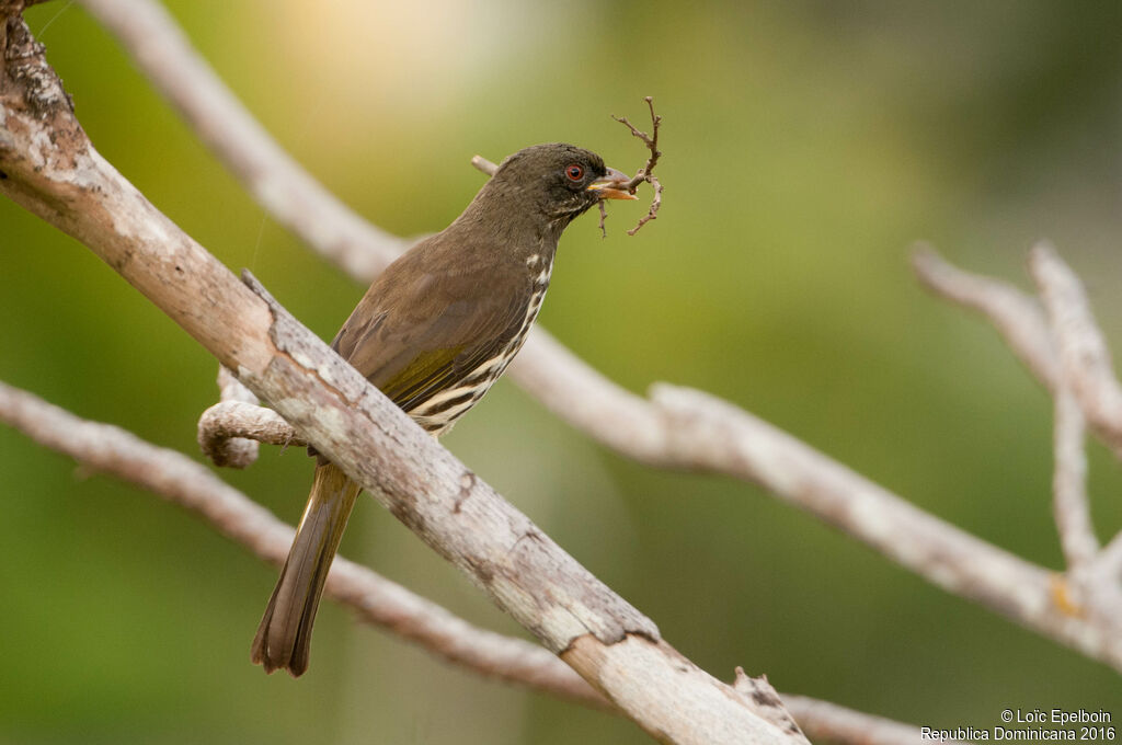 Palmchat