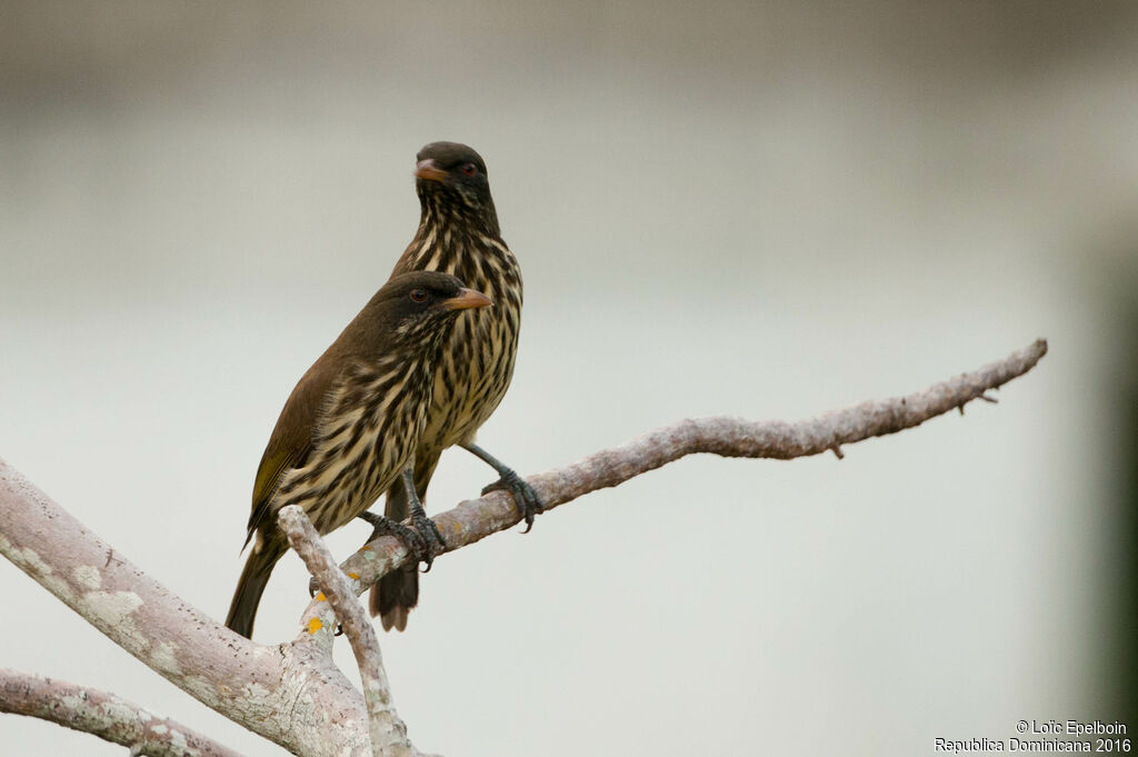 Palmchat