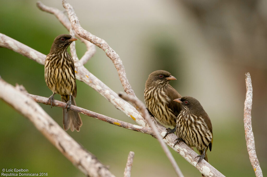 Palmchat