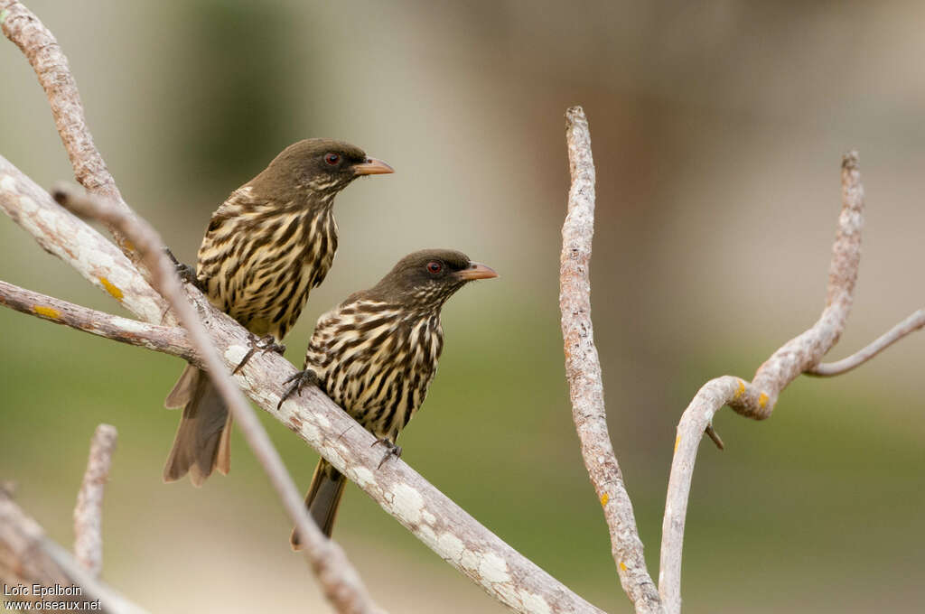 Palmchatadult, Behaviour