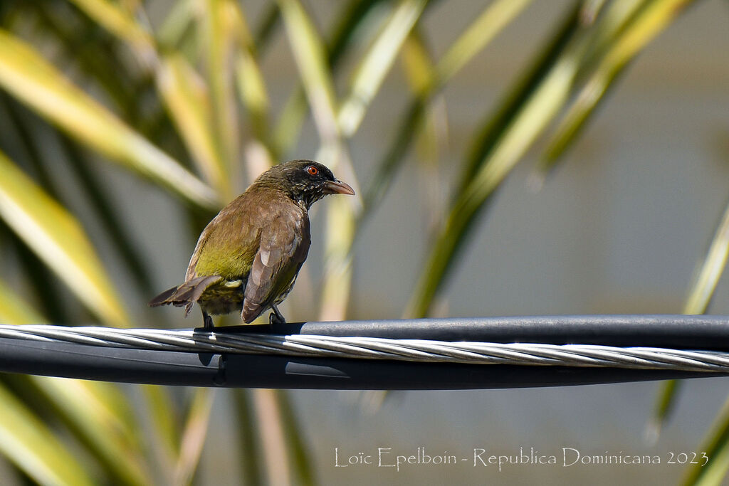 Palmchat