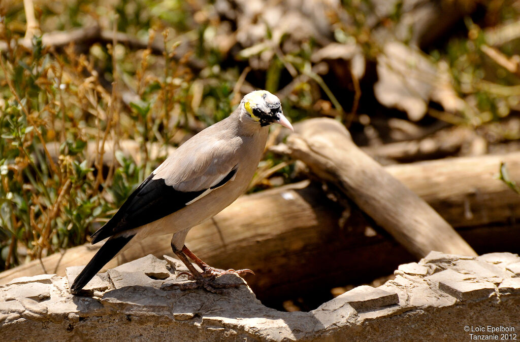 Wattled Starling