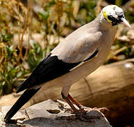 Wattled Starling