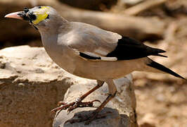 Wattled Starling