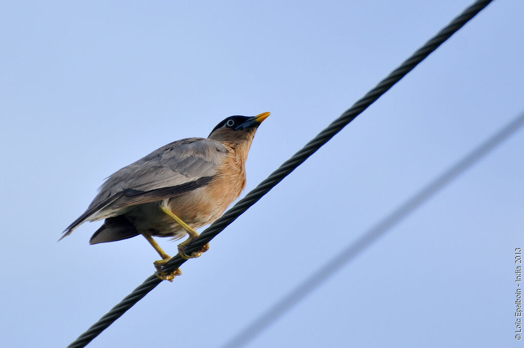 Brahminy Starling