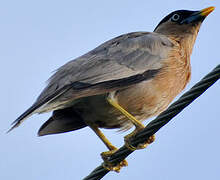 Brahminy Starling