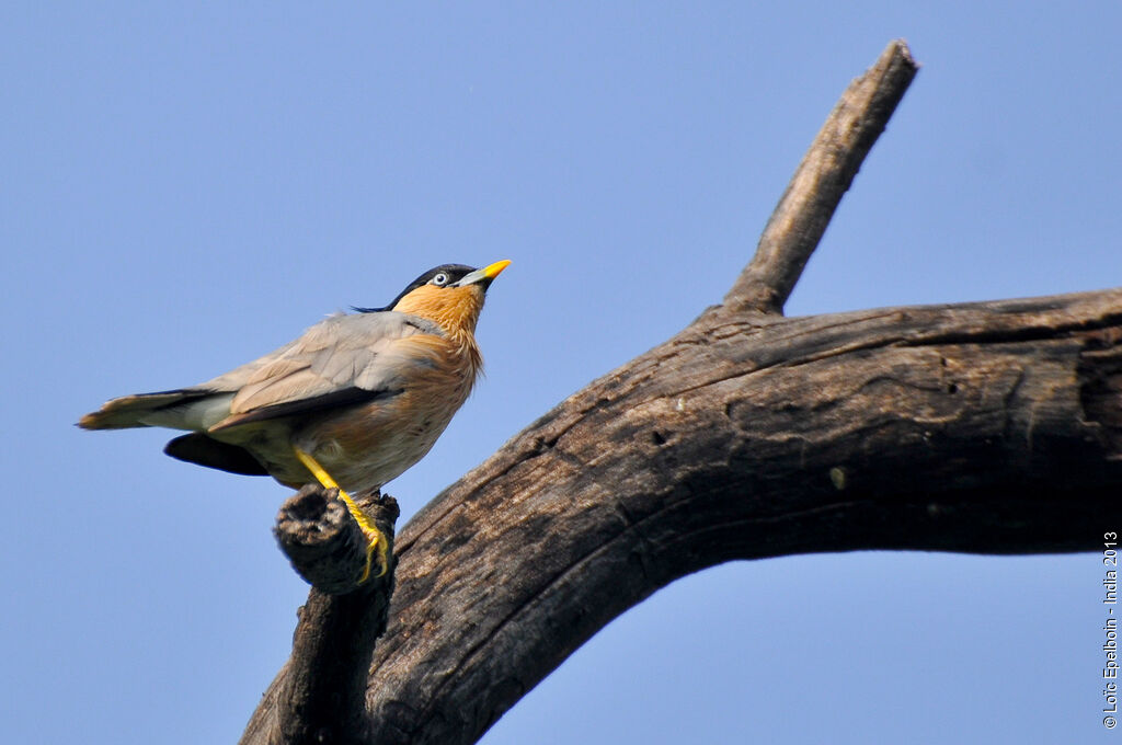 Brahminy Starling