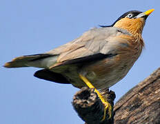 Brahminy Starling