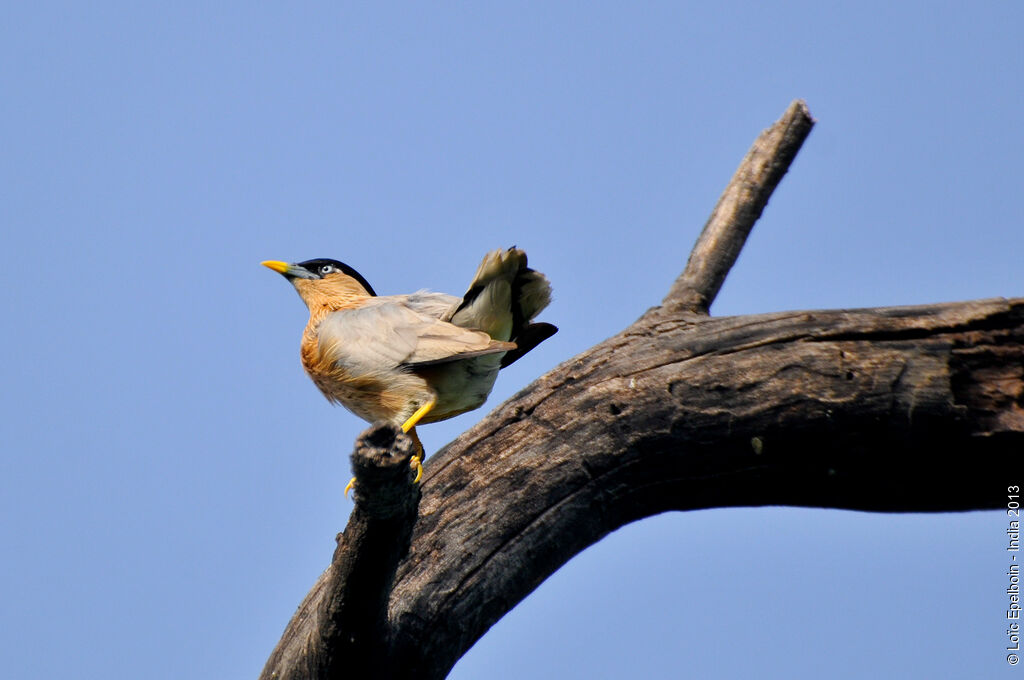 Brahminy Starling