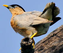 Brahminy Starling