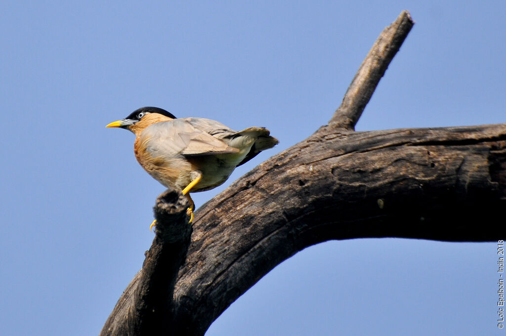 Brahminy Starling