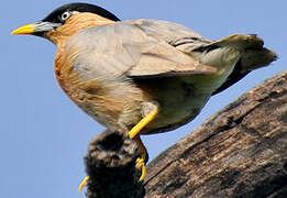 Brahminy Starling