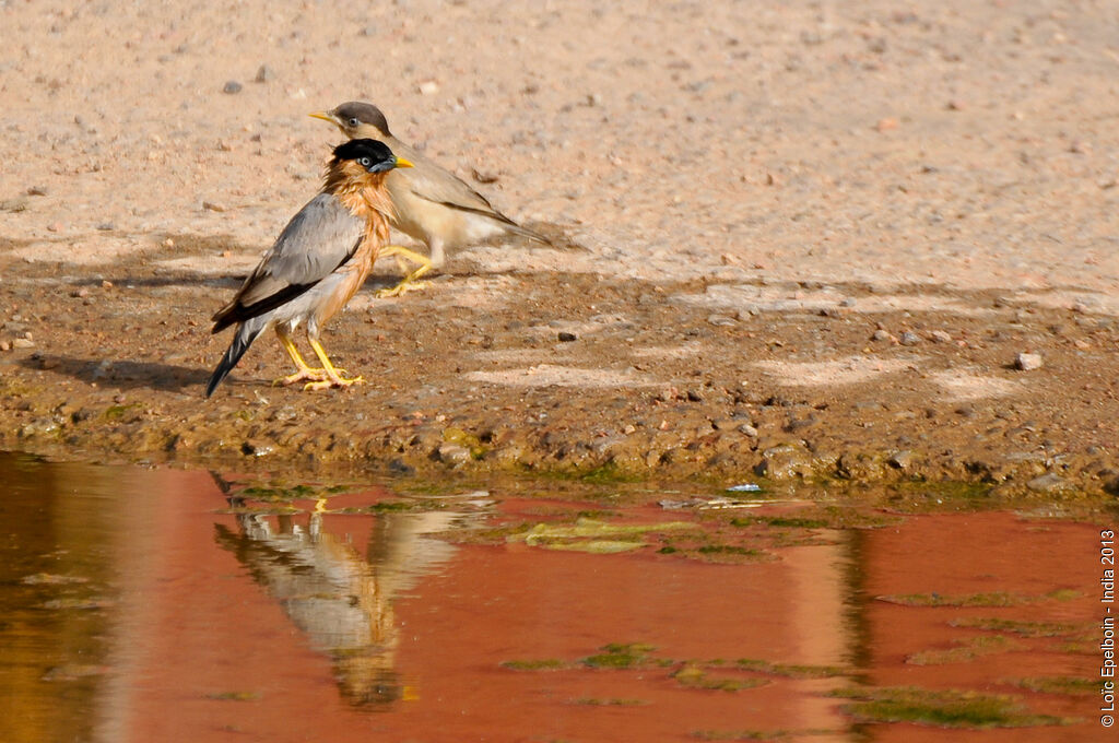 Brahminy Starling